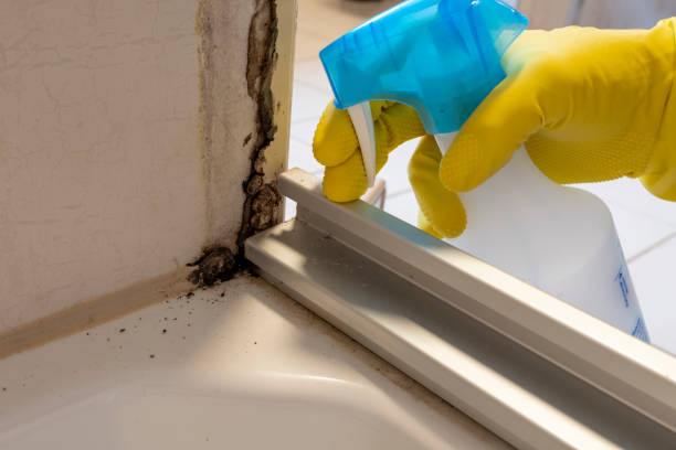 Professional Mold Removal in Prestbury, IL
