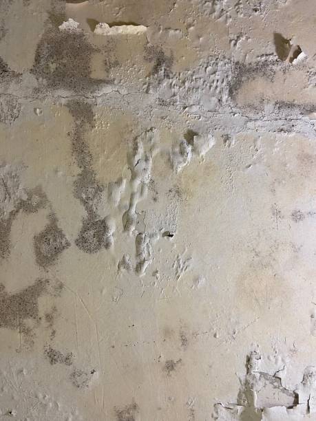 Home Mold Removal in Prestbury, IL