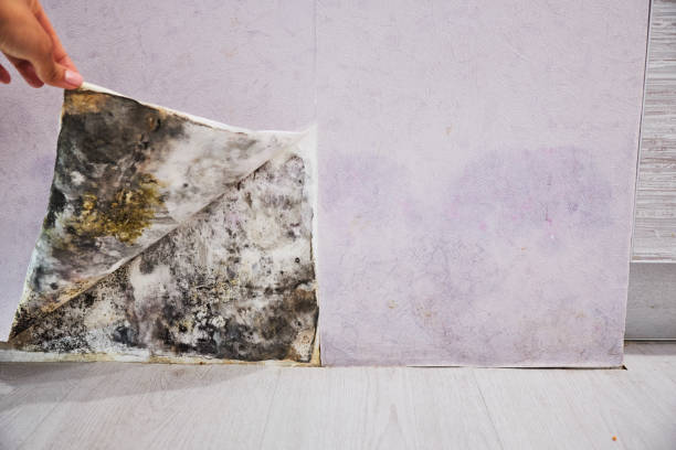 Best Professional Mold Removal  in Prestbury, IL